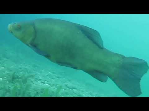 Видео: Золотой амур озера Ильзе.