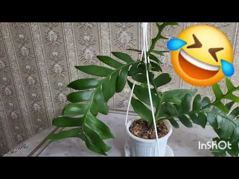 Видео: Марниера. Лесной кактус.17.01.2024.