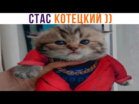Видео: РВЁТ ЗУБАМИ ПАКЕТЫ С МОЛОКОМ ))) Приколы с котами | Мемозг 1095