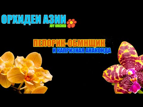 Видео: Орхидея анаконда и золотой император.