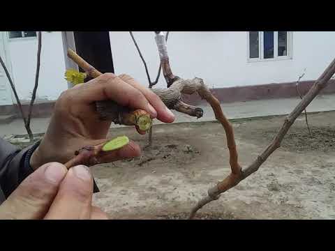 Видео: 3 намуд пайванди ангур дар як нихол.