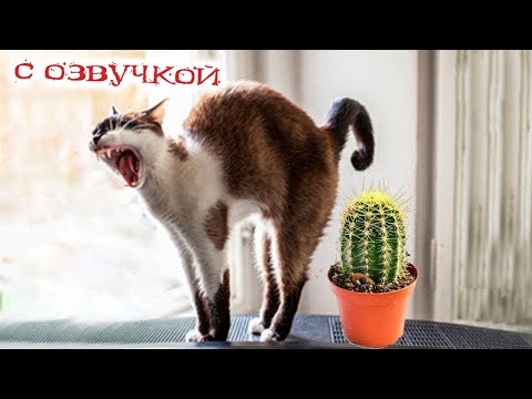 Видео: ПРИКОЛЫ С КОТАМИ! - С ОЗВУЧКОЙ! Самые смешные животные! СМЕШНЫЕ КОТЫ!