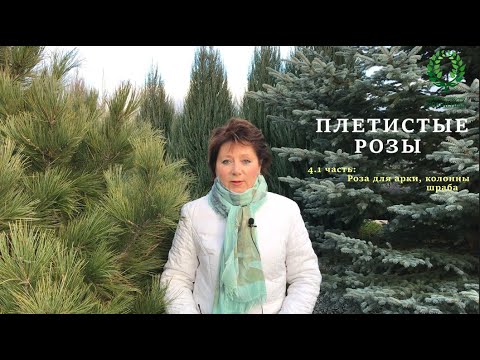 Видео: Плетистые розы 4.1 часть. Роза для арки, колонны, шраба. Питомник 🌹 и 🌲 Е. Иващенко