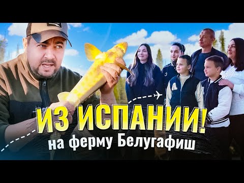 Видео: Из Испании прямиком на Белугафиш