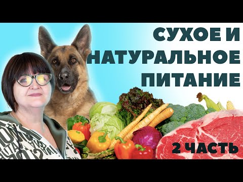 Видео: Сухое и натуральное питание. Как правильно кормить собаку натуралкой?  - 2 Часть - Питание собаки.