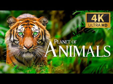 Видео: Planet of Animals 4K 🐾 Discovery Relaxation Wildlife Расслабляющая фортепианная музыка