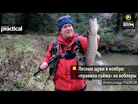 Видео: Лесные щуки в ноябре: «правила съёма» на воблеры. Александр Рыжов. Anglers Practical