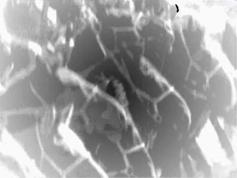 Видео: Крыс - БТР-Батор