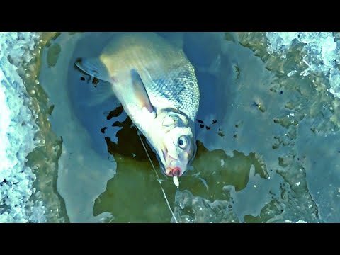 Видео: Все ушли ,а клёв начался вечером.Рыбу нашёл на течении.Ловля на реке со льда  на зимние донки .