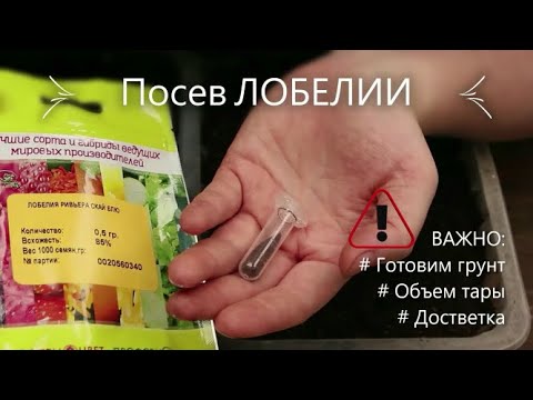 Видео: Сеем ЛОБЕЛИЮ чернушкой - тысячи штук за минуту.