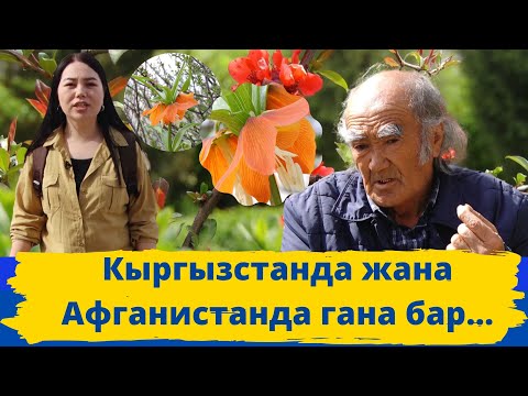 Видео: Бир гана булактан суу ичкен айыл // МЕНИН АЙЫЛЫМ