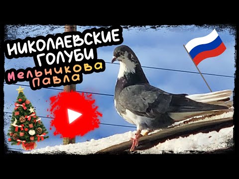 Видео: Николаевские голуби Павла Мельникова 2024. г.Самара