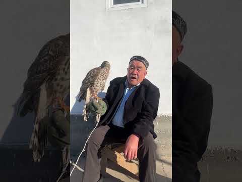 Видео: Ардабидің әкесі құсбегі шежіреші  Мәулет Жақыпұлының қаршығаны қалай баптау туралы айтқаны 2024