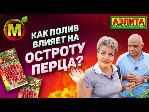 Видео: Остроту этого Перца мы Регулируем Обычным Поливом. Перец Острый ШТОПОР.