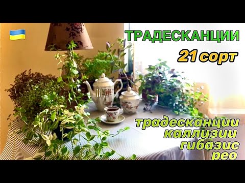 Видео: Редкие ТРАДЕСКАНЦИИ и знакомые - 2023   (Rare Varieties of Tradescantia Plant with Names)