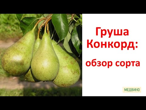 Видео: Груша Конкорд обзор сорта