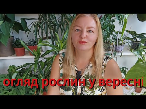 Видео: ОГЛЯД РОСЛИН У ВЕРЕСНІ 2024 🌿💚😘