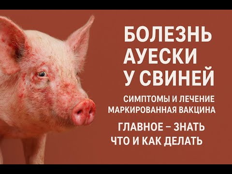 Видео: Болезнь Ауэски свиней. Симптомы и лечение. Маркированная вакцина. Главное знать, что и как делать.