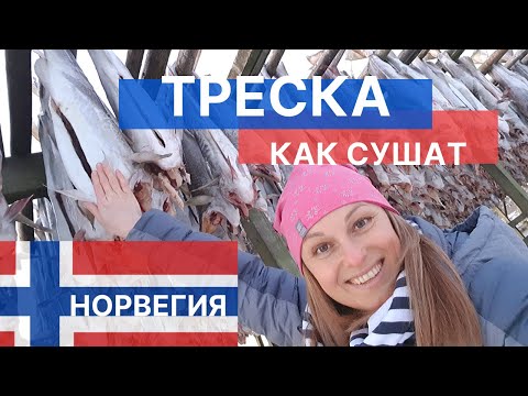 Видео: Норвегия. Февраль. Как сушат рыбу. Лофотенские острова.