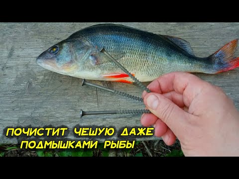 Видео: Хитрый рыбак научил, как почистить чешую быстро. Даже мелкая чешуя подмышками окуня сразу слетает