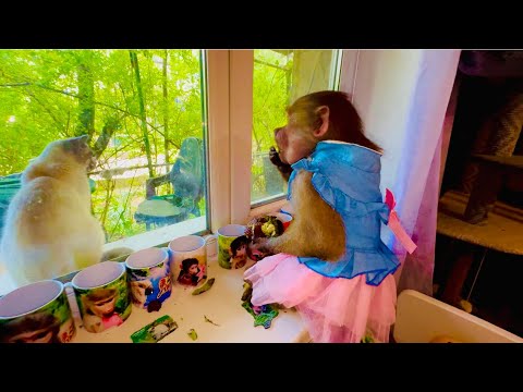 Видео: Люська пришла домой о ОТРЫВАЕТСЯ по-полной, лакомится фруктами и требует привести любимого кота !