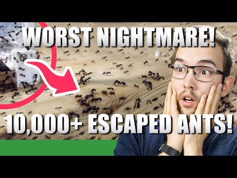 Видео: МОЯ САМАЯ БОЛЬШАЯ КОЛОНИЯ МУРАВЬЕВ СБЕЖАЛА! | Обновление Messor Barbarus №3 — Ant Holleufer