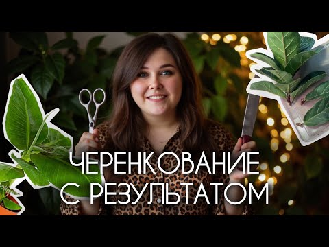 Видео: ЧЕРЕНКОВАНИЕ С РЕЗУЛЬТАТОМ: фикус лирата, карликовый банан, сциндапсус