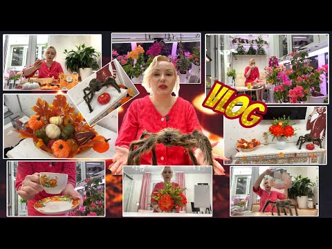 Видео: VLOG: У МЕНЯ ПОЯВИЛСЯ ГОША🕷️//ЧАЕПИТИЕ НА ЛОДЖИИ☕// ГОТОВЛЮСЬ К ХЭЛЛОУИНУ🎃// МОЙ ЗИМНИЙ САД🪴