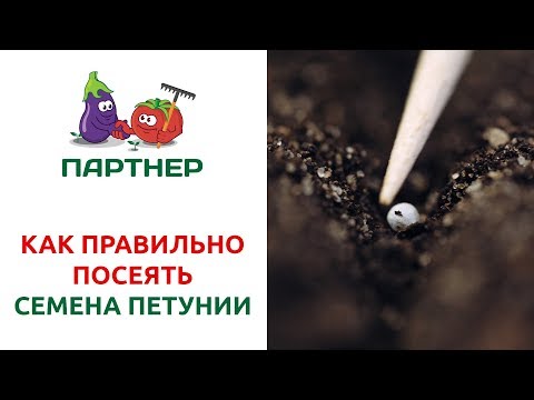 Видео: КАК ПРАВИЛЬНО ПОСЕЯТЬ СЕМЕНА ПЕТУНИИ