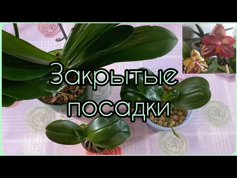 Видео: Закрытая система посадки ОРХИДЕЙ🌸Три примера🌱Огромная Феррара и быстро растущая микро Орхидея🌸