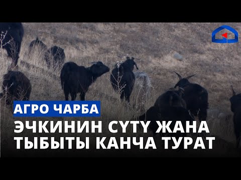 Видео: Эчкинин сүтү жана тыбыты канча турат | Агро Чарба