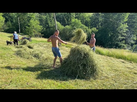 Видео: Большая семья заготавливает сено для коров на зиму. Жизнь молодого человека