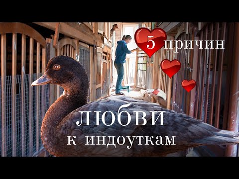 Видео: Почему русские фермеры ТАК СИЛЬНО полюбили индоуток? 5 плюсов, которые никого не оставят равнодушным
