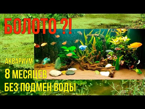 Видео: Что Будет с Аквариумом Без Подмен Воды?!
