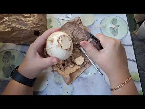 Видео: Гиппеаструм. Купили луковицу, что делать дальше. Новый сезон.