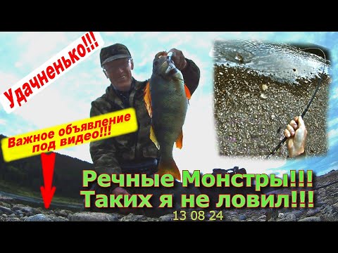 Видео: Речные Монстры!!! Таких я не ловил!!! 13 08 24