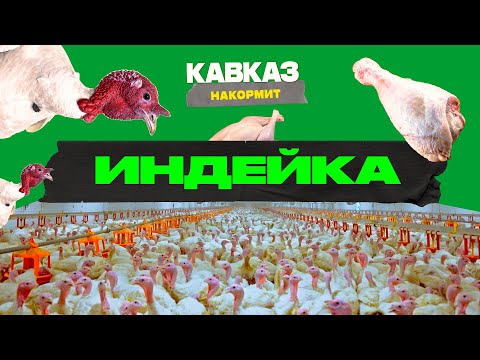 Видео: Кавказ накормит. Индейка