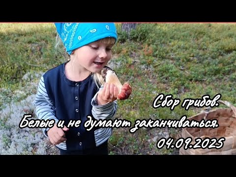 Видео: Сбор грибов. Белые и не думают заканчиваться. Верховажский р-он Вологодской области, 04.09.25 #грибы