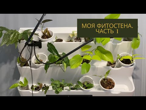 Видео: Моя фитостена. Часть 1: купила фитомодуль, готовлю эпипремнумы для размещения на стене