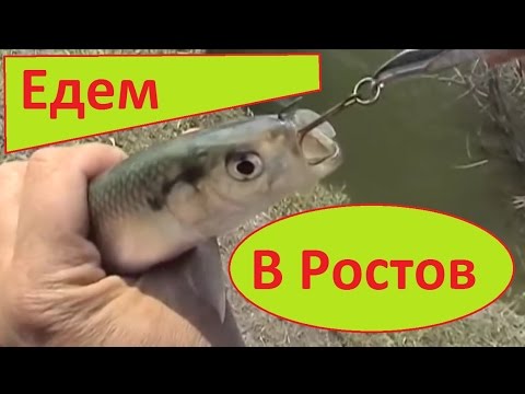 Видео: Ростов на Дону. Дельта. Сельдь.