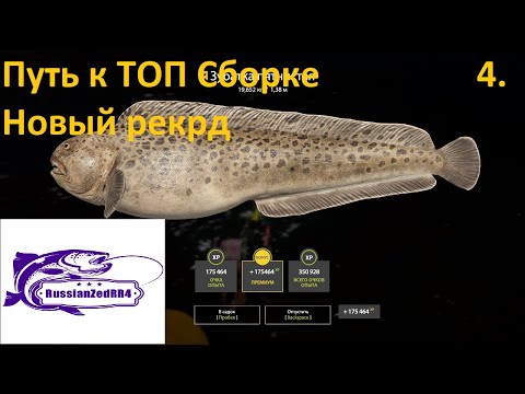 Видео: Путь к ТОП сборке серия 4. Рекорд Зубатки Пятнистой.