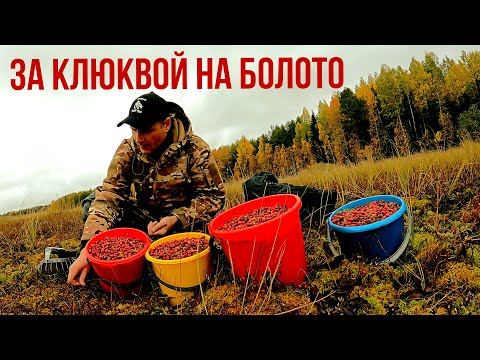 Видео: Грибник нашёл в лесу болото и обалдел! Здесь не ступала нога человека! Сбор ягоды клюквы осенью 2025