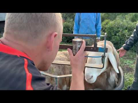 Видео: Делаем замеры Корабля перед выпуском к овцам 