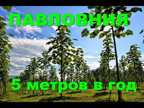 Видео: Приехали саженцы ПАВЛОВНИИ Shan Tong