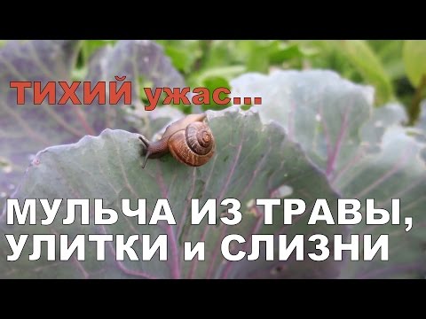Видео: УЖАС... 🐌 УЛИТКИ И СЛИЗНИ АТАКОВАЛИ! 🐌 МУЛЬЧА ИЗ ТРАВЫ И ХВОИ. СРАВНЕНИЕ / Mulch and slugs