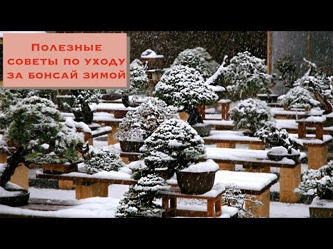 Видео: Бонсай зимой Что делать с бонсай зимой? Советы по уходу за бонсай в зимний период