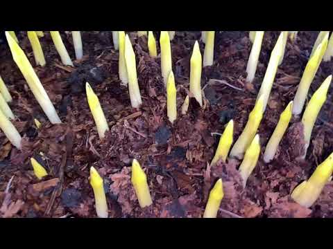 Видео: Продолжаем выносить ящики с тюльпанами  из темного хранилища - 16.01.2024