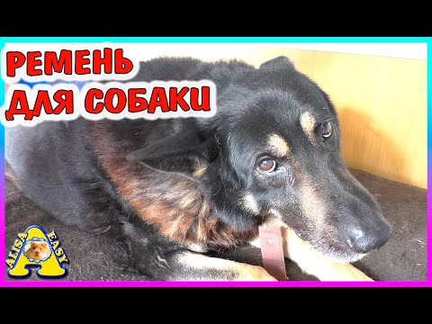 Видео: РАСКРЫТ СТРАШНЫЙ СЕКРЕТ МУХТАРА / какие команды знает СОБАКА / Alisa Easy Pets