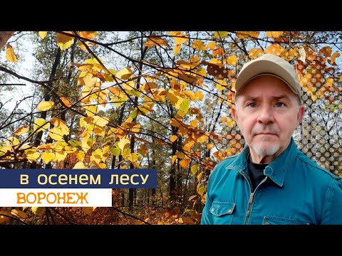 Видео: Гуляем по осеннему лесу, Воронеж, 11 10 24г