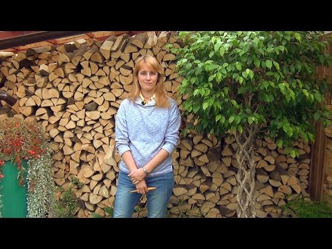 Видео: Заносим комнатные цветы домой